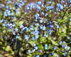Brunnera macrophylla 'Looking glass'