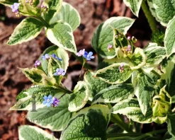 Brunnera macrophylla 'Variegata'