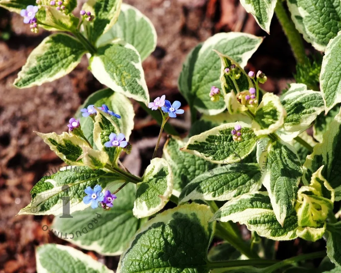 Brunnera macrophylla 'Variegata'