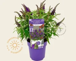 Buddleja Butterfly Candy 'Little Purple'