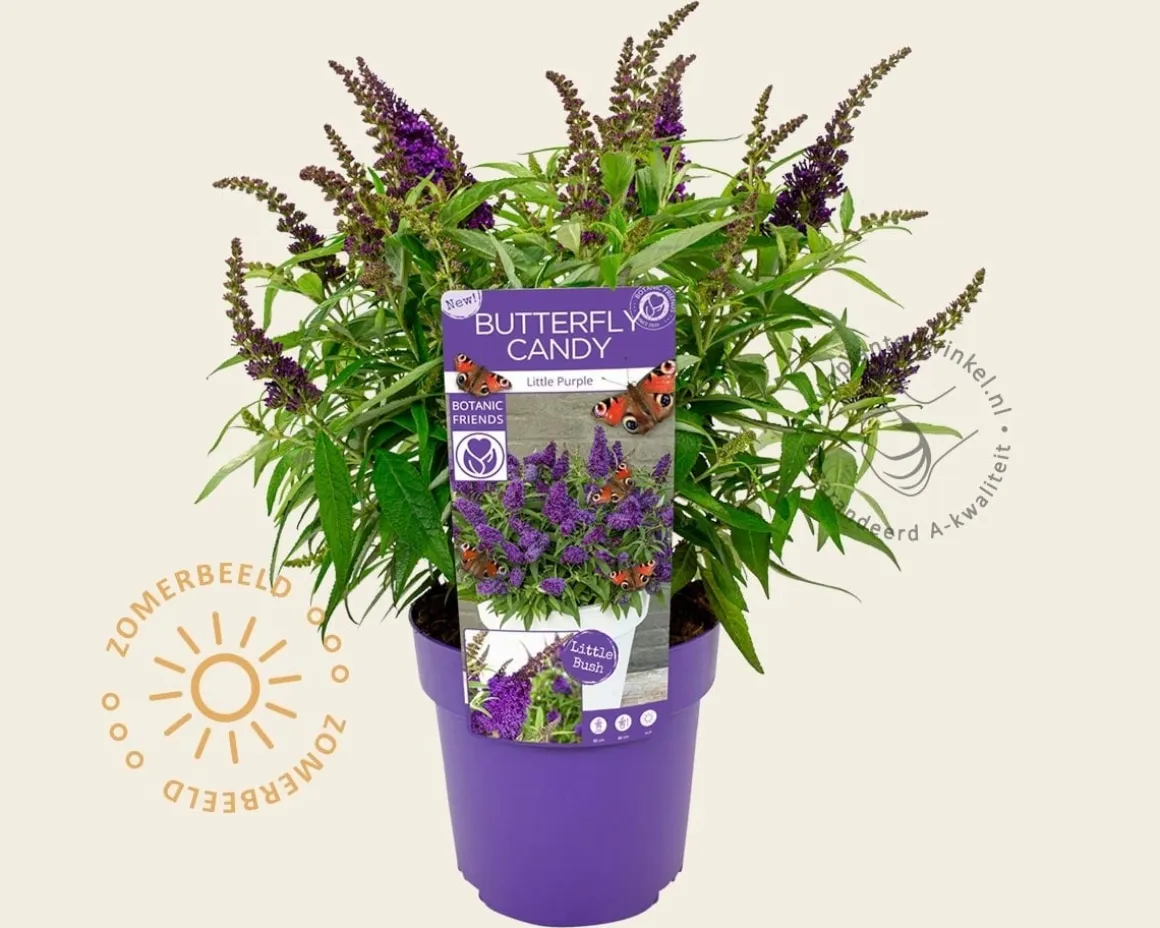 Buddleja Butterfly Candy 'Little Purple'
