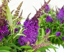 Buddleja Butterfly Candy 'Little Purple'