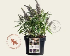 Buddleja Butterfly Candy 'Little Purple'