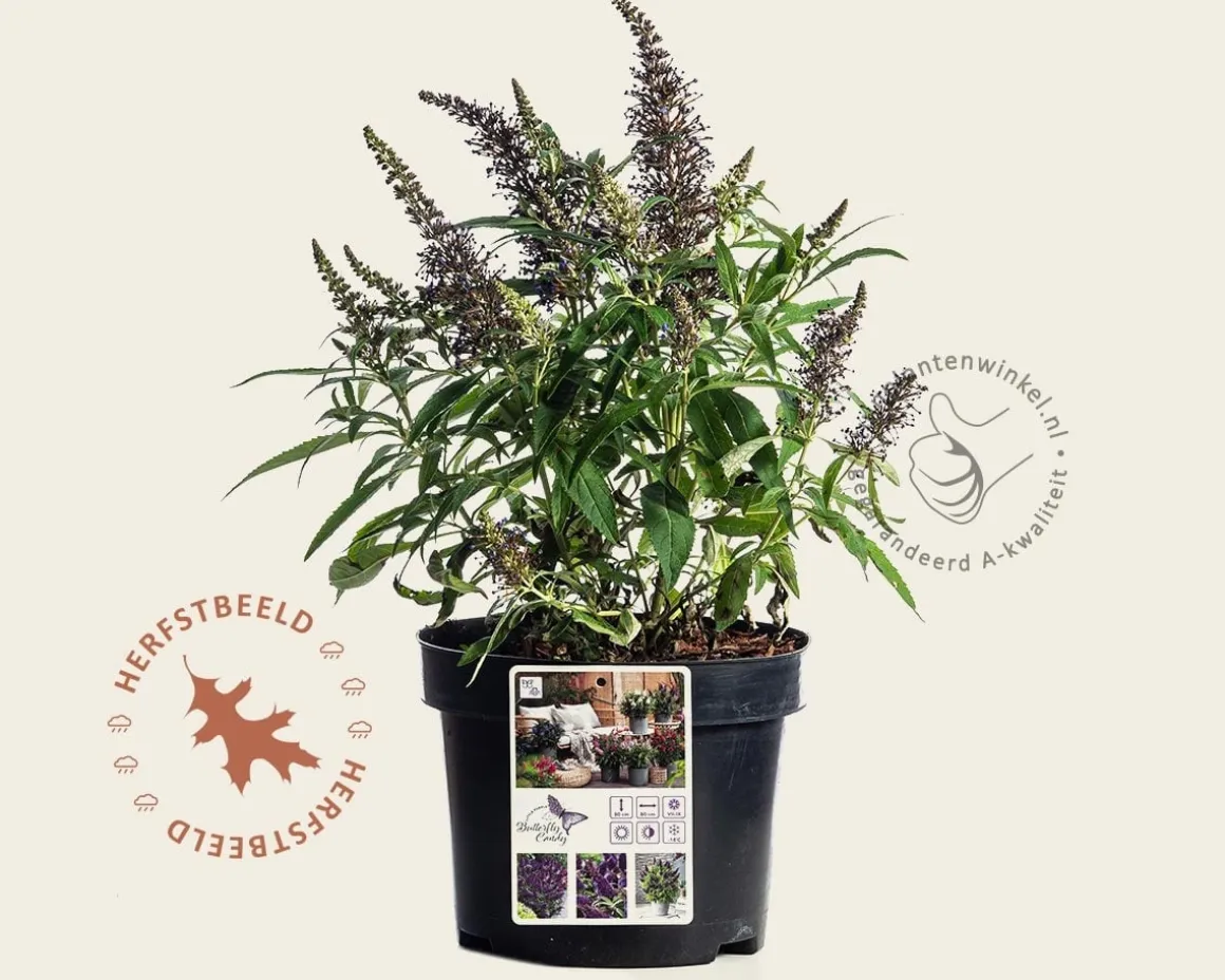 Buddleja Butterfly Candy 'Little Purple'