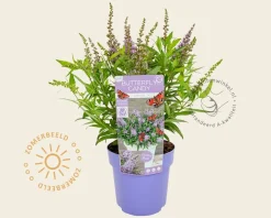Buddleja Butterfly Candy 'Little Lila'