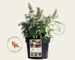 Buddleja Butterfly Candy 'Little Lila'