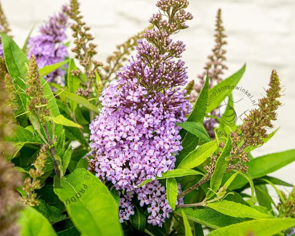 Buddleja Butterfly Candy 'Little Lila'
