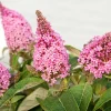 Buddleja Butterfly Candy 'Little Pink'