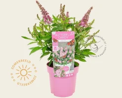 Buddleja Butterfly Candy 'Little Pink'