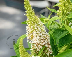 Buddleja Butterfly Candy 'Little White'