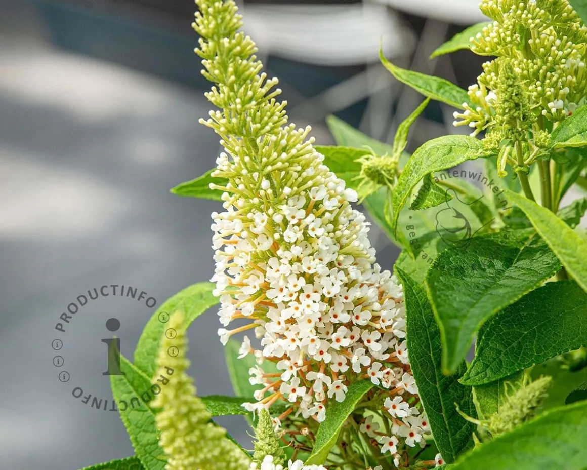 Buddleja Butterfly Candy 'Little White'