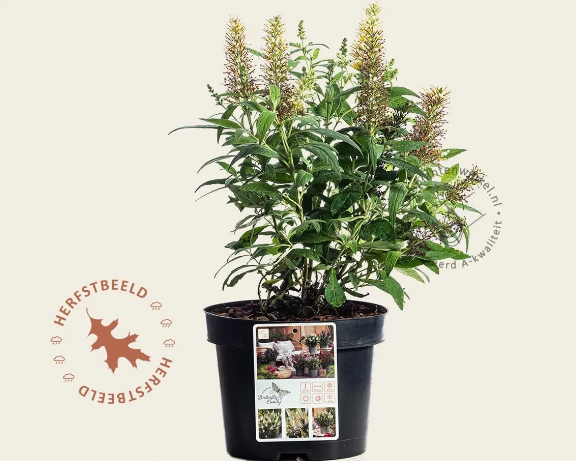 Buddleja Butterfly Candy 'Little White'