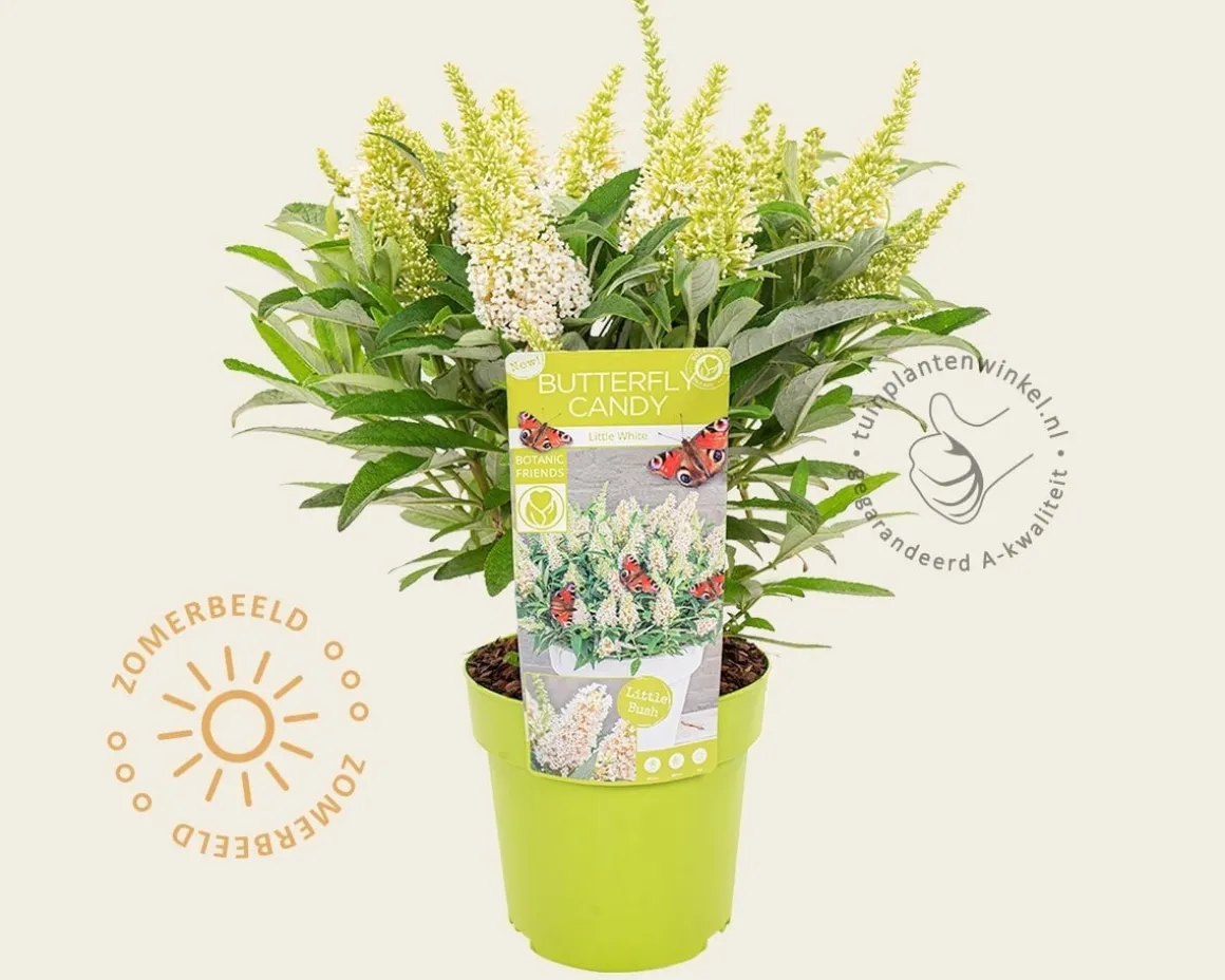Buddleja Butterfly Candy 'Little White'