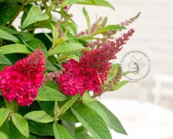 Buddleja Butterfly Candy 'Little Ruby'