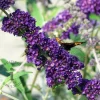 Buddleja davidii 'Black Knight'