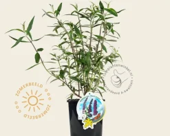 Buddleja davidii 'Black Knight'