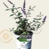 Buddleja davidii 'Blue Chip'