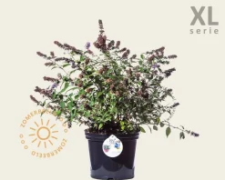 Buddleja davidii 'Blue Chip' - XL