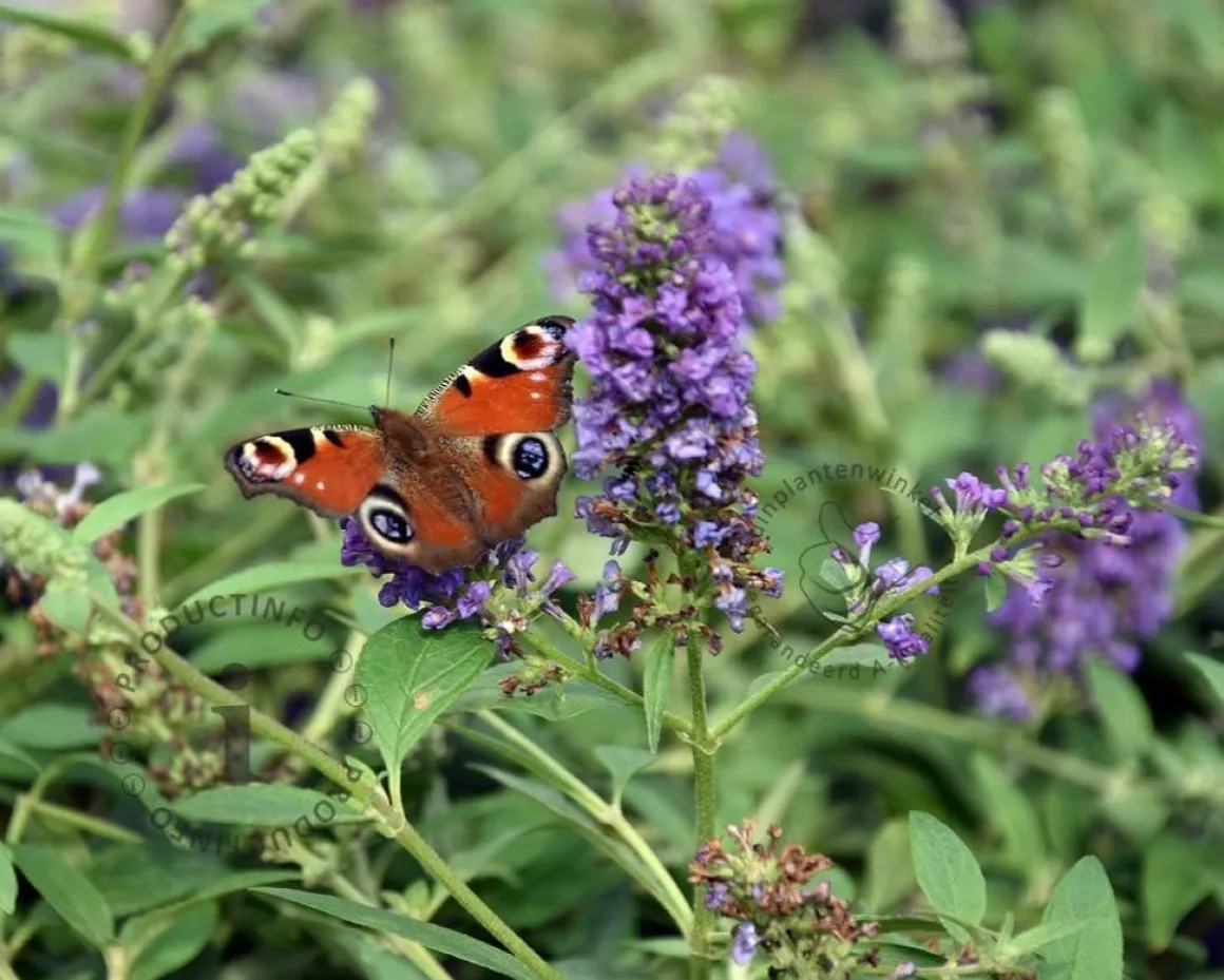 Buddleja davidii 'Blue Chip' - XL