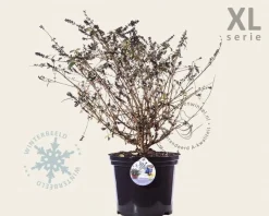 Buddleja davidii 'Blue Chip' - XL