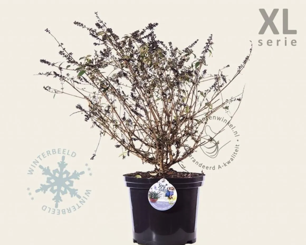 Buddleja davidii 'Blue Chip' - XL