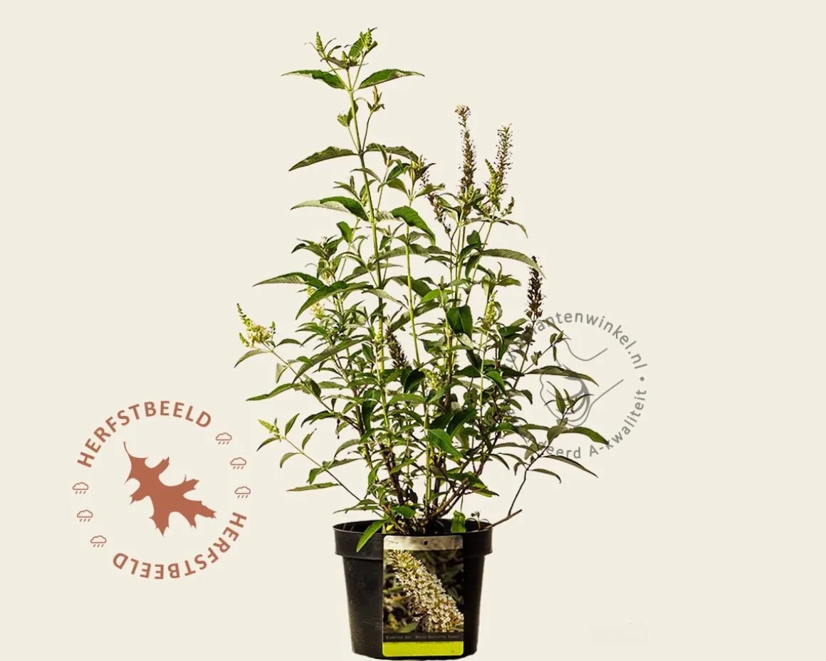 Buddleja davidii 'Butterfly Tower White'