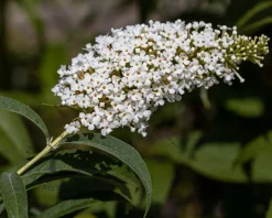 Buddleja davidii 'Butterfly Tower White'
