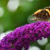 Buddleja davidii 'Butterfly Tower'