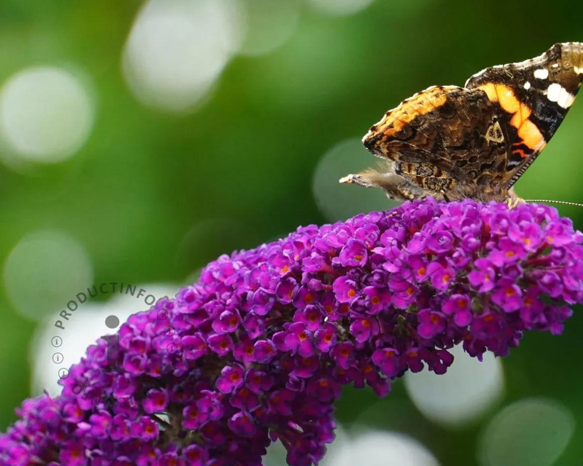 Buddleja davidii 'Butterfly Tower'