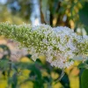 Buddleja davidii 'Duo Paars-Wit'