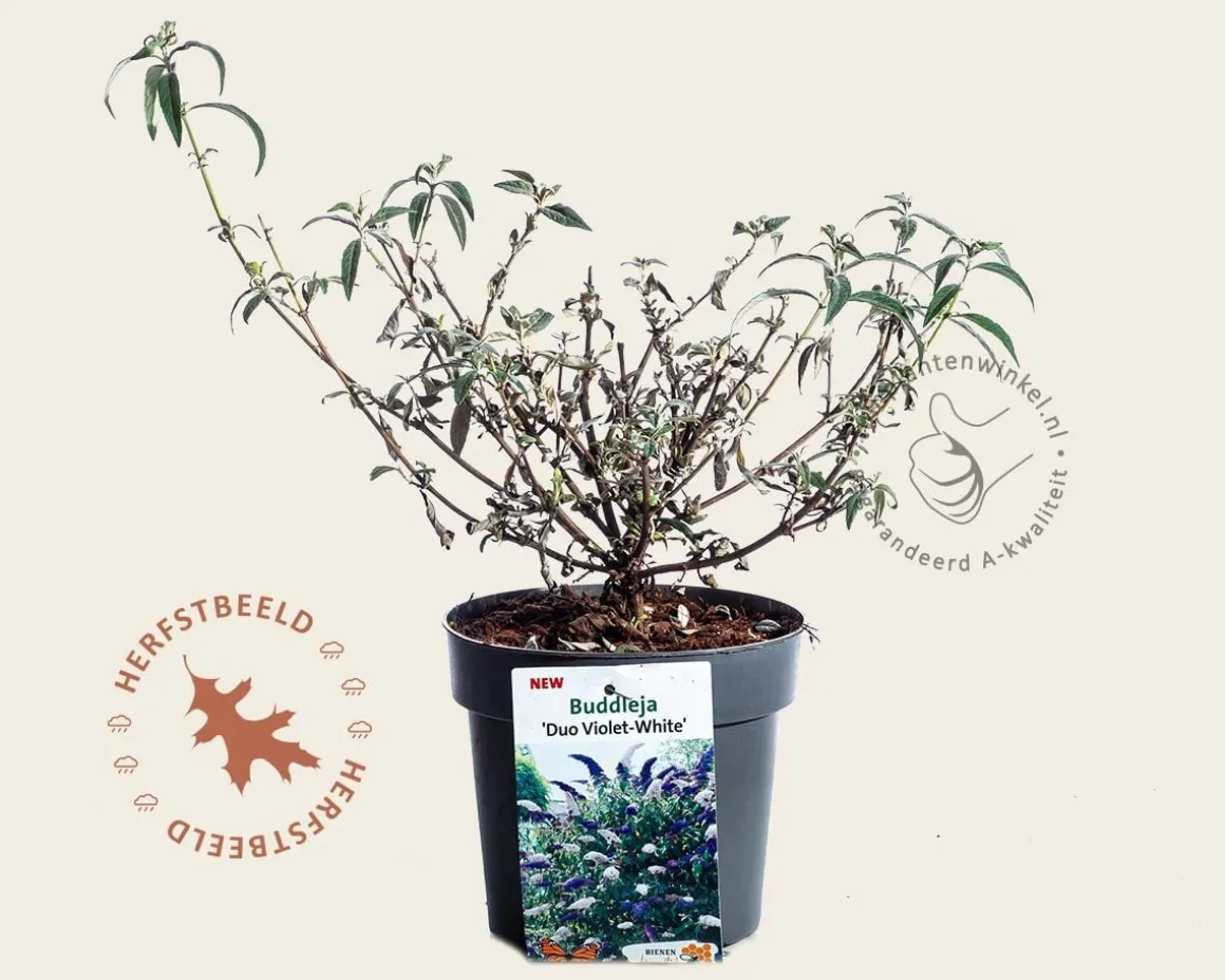 Buddleja davidii 'Duo Paars-Wit'