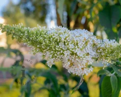 Buddleja davidii 'Duo Roze-Wit'