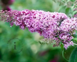 Buddleja davidii 'Duo Roze-Wit'