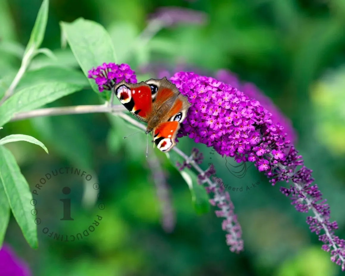 Buddleja davidii Free Petite 'Tutti Frutti'