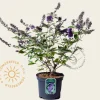 Buddleja davidii Free Petite 'Blue Heaven'
