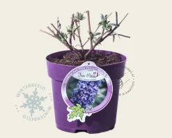 Buddleja davidii Free Petite 'Blue Heaven'