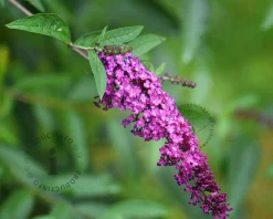 Buddleja davidii Free Petite 'Dark Pink'