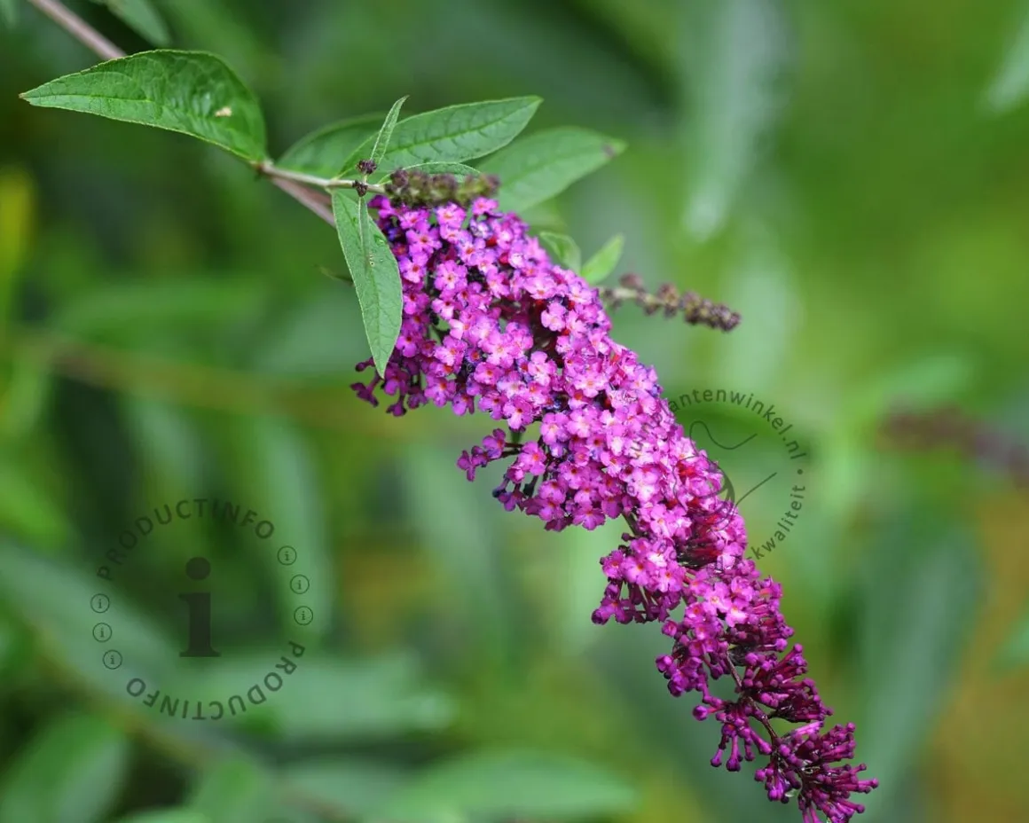 Buddleja davidii Free Petite 'Dark Pink'