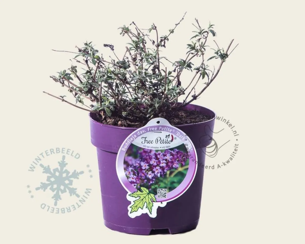 Buddleja davidii Free Petite 'Dark Pink'