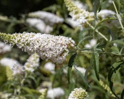 Buddleja davidii Free Petite 'Snow White'