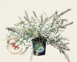 Buddleja davidii Free Petite 'Snow White'