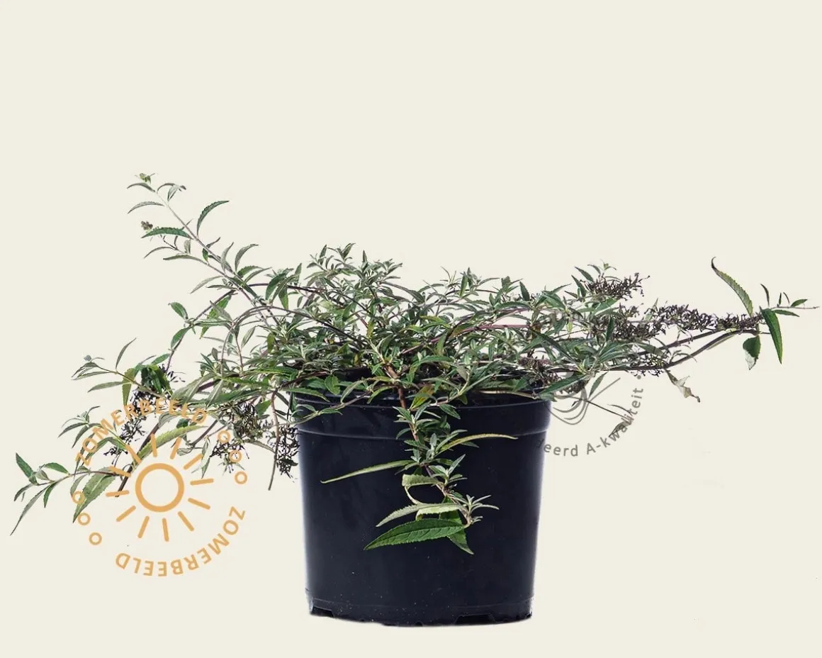 Buddleja davidii Free Petite 'Lavender Flow'