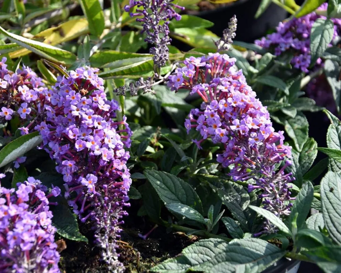 Buddleja davidii Free Petite 'Lavender Flow'
