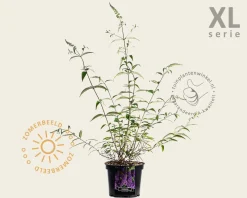 Buddleja davidii 'Ile de France' - XL