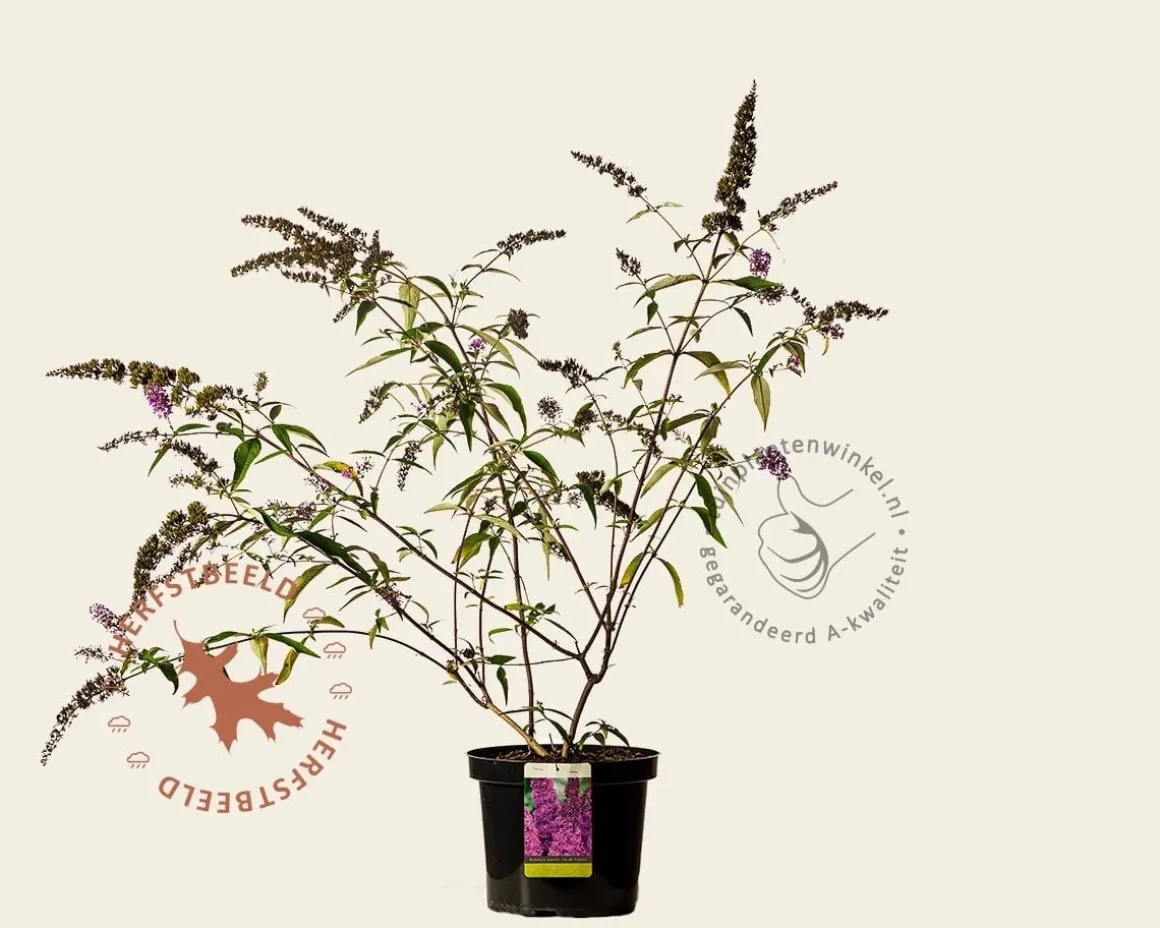Buddleja davidii 'Ile de France' - XL