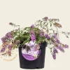 Buddleja davidii 'Lilac Chip'
