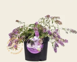Buddleja davidii 'Lilac Chip'