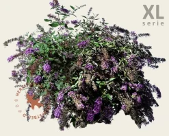 Buddleja davidii 'Lilac Chip' - XL