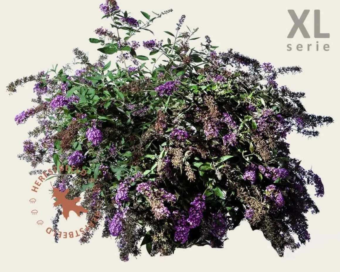 Buddleja davidii 'Lilac Chip' - XL