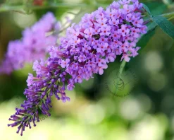 Buddleja davidii 'Lilac Chip' - XL